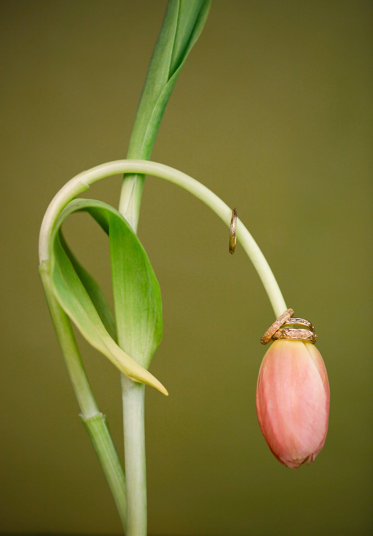 Abundance Laurel Band
